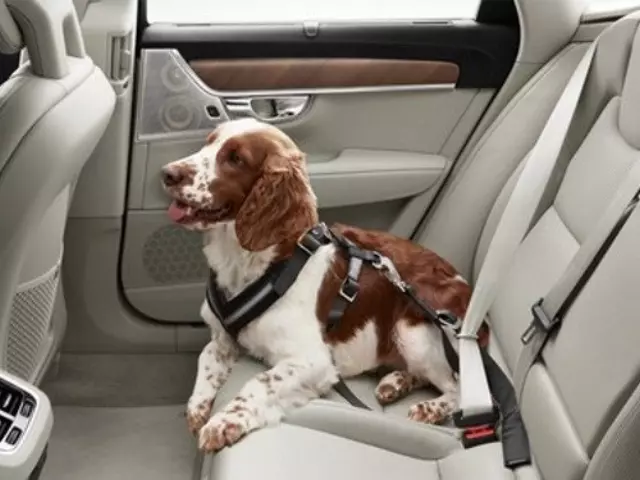Dog Harness - Extra-Large (121 - 132 Lbs.) - Volvo (31470403)
